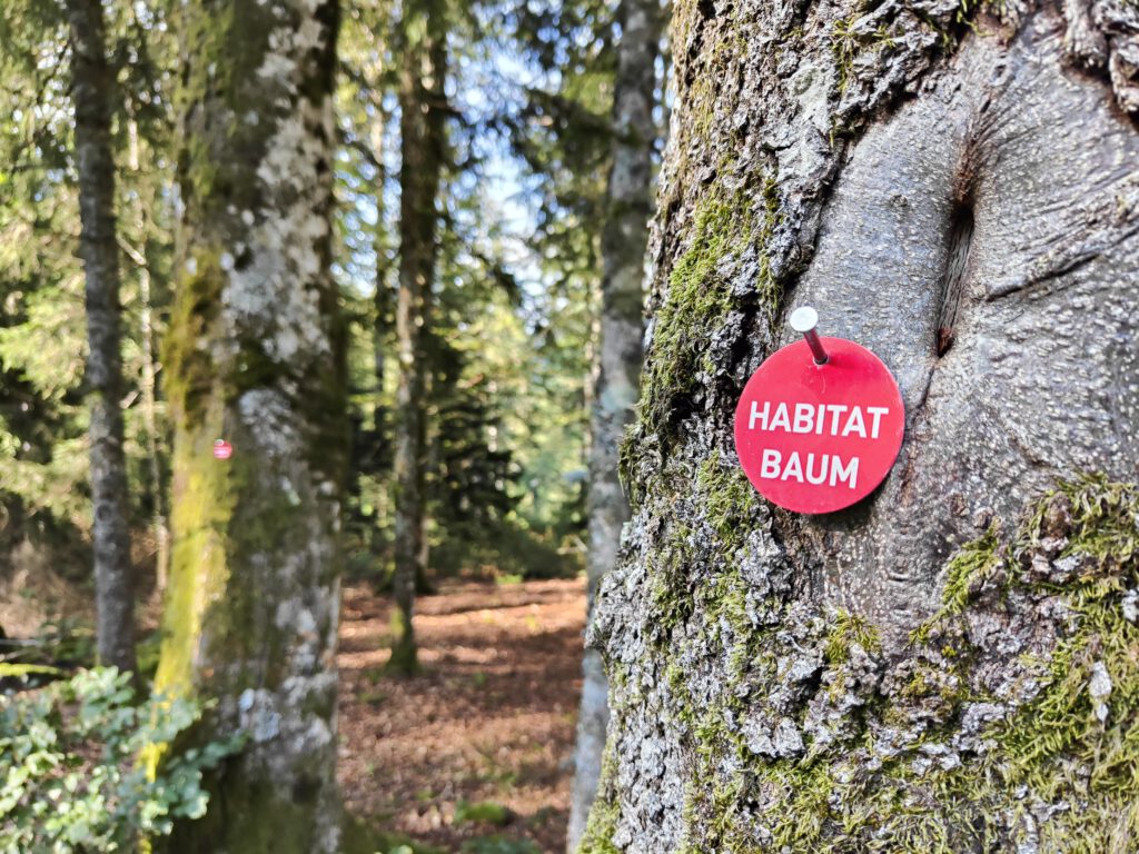Baum auf der Lailenhöhe